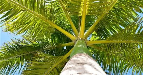 Королевская пальма