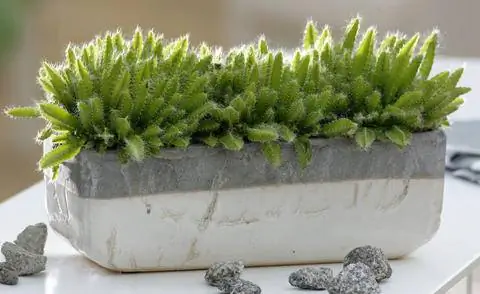 Hylocereus undatus 'Babyboom' (драконовый фрукт, питахайя)