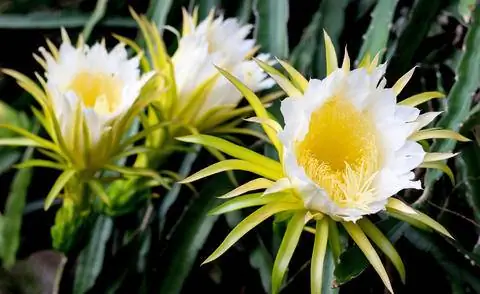 Цветы драконьего фрукта