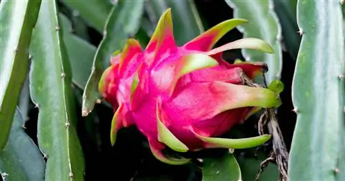 Драконий фрукт, питахайя