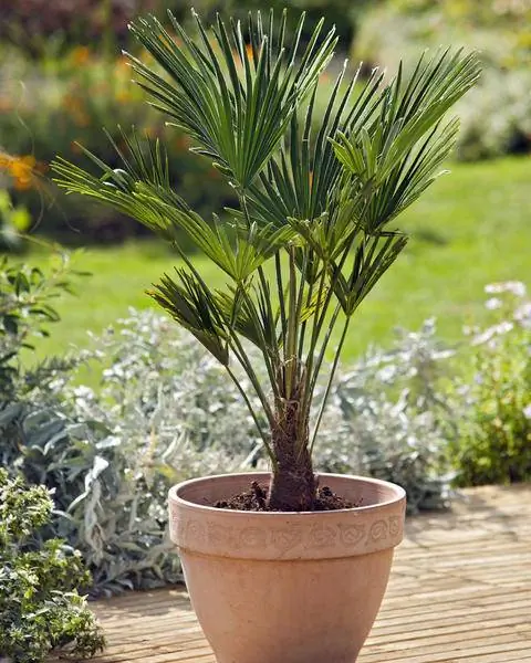 Trachycarpus wagnerianus как контейнерное растение