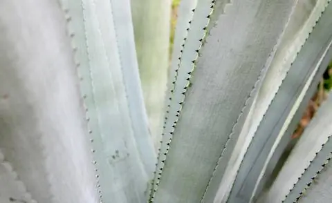 Листья голубой агавы крупным планом