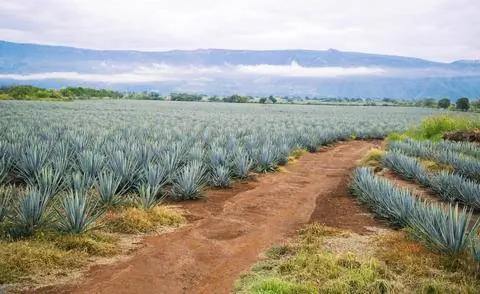 Выращивание голубой агавы для производства текилы
