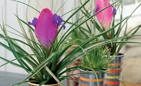 розовые прицветники Tillandsia cyanea