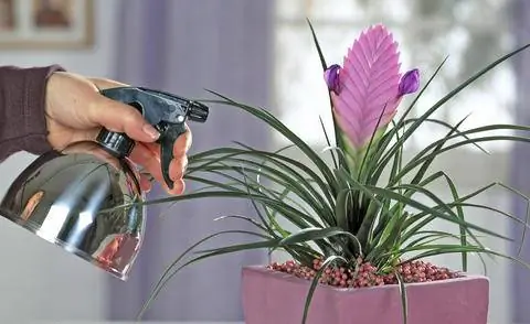 Опрыскайте Tillandsia cyanea водой.