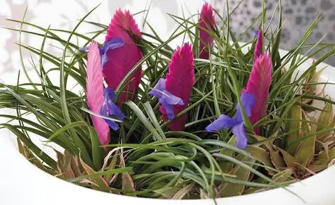 Композиция в горшке с Tillandsia cyanea