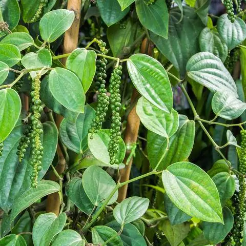 Перец относится к древесным вьющимся растениям.