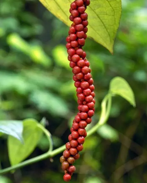 плоды перца