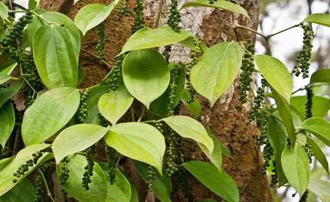 В природе перец лазает по деревьям.