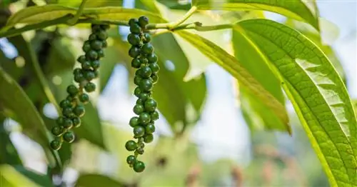 Растение перца, черный перец