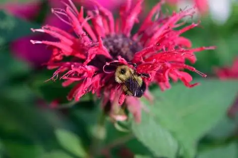 Пчелиный бальзам с пчелой