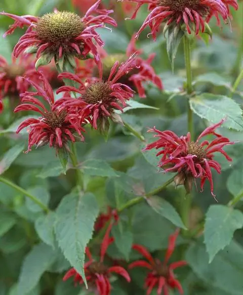 пчелиный бальзам