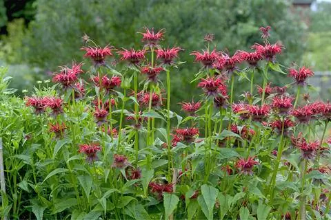 Монарда дидима 'Скво'