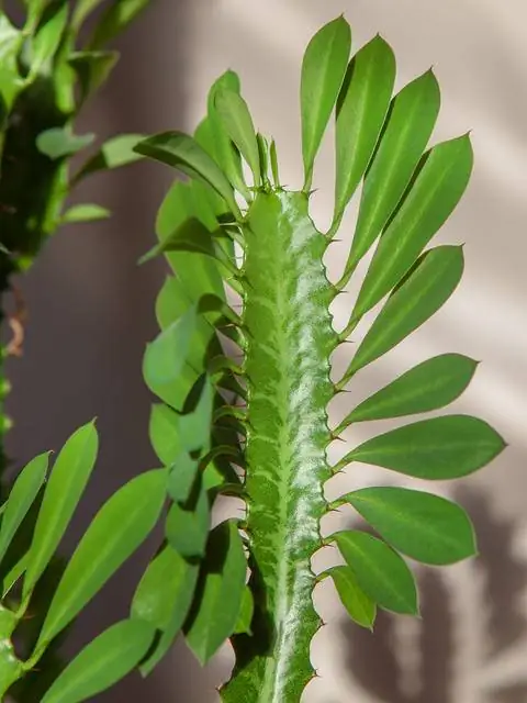 Молочай тригона