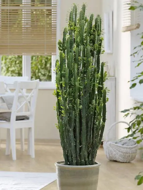 Молочай тригона