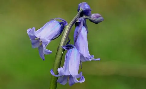 Цветок Hyacinthoides non-scripta