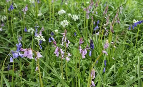 Колокольчики атлантические (Hyacinthoides non-scripta) вместе с черемшой