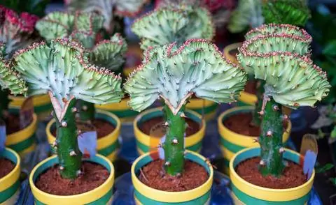 Комнатное растение Euphorbia lactea 'Cristata'