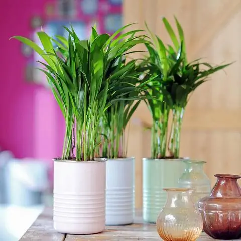 Бетельные пальмы (Areca catechu) как комнатные растения