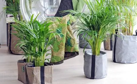 Пальмы бетеля (Areca catechu) для озеленения помещений