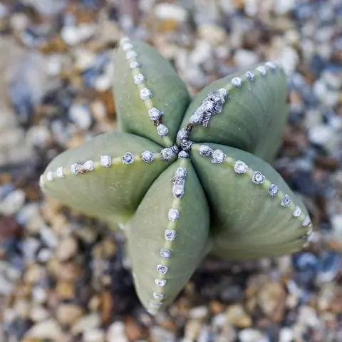 Шляпа епископа (Astrophytum myriostigma)