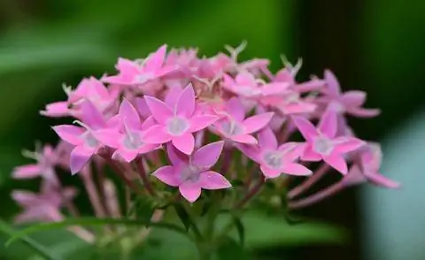 Цветки Pentas lanceolata