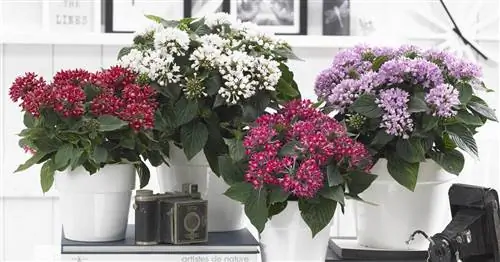 Pentas, пятизначный куст