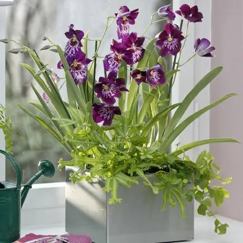 Гибридный сорт Miltonia 'Newton Falls'