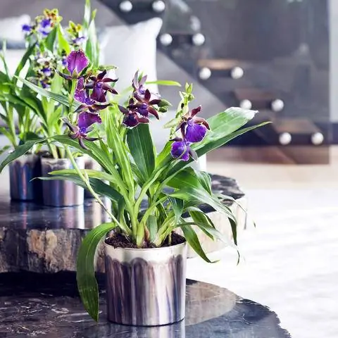 Zygopetalum орхидеи для комнатного озеленения