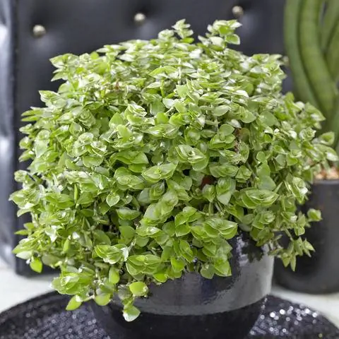 Ползучая красивая подушка (Callisia repens)