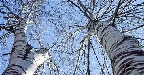 Береза повислая японская