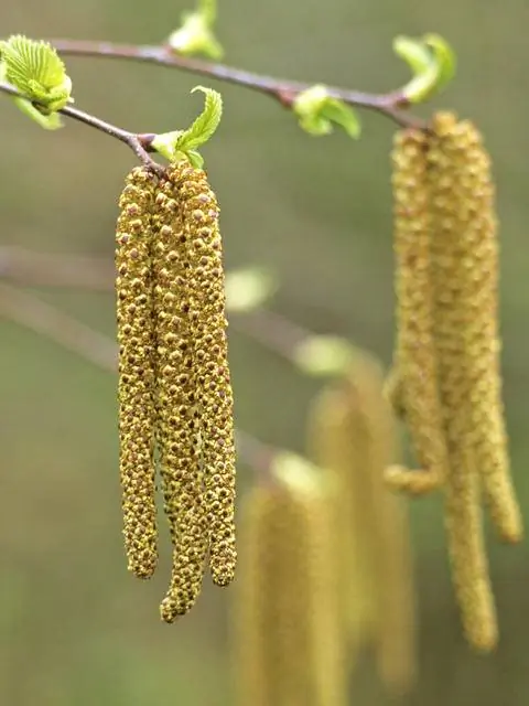 Береза липолистная (Betula maximowicziana)