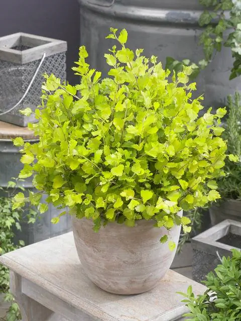 Betula nana 'Золотое сокровище'