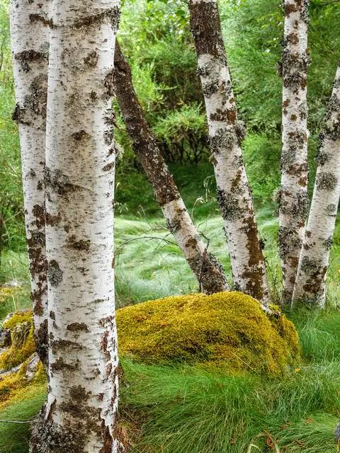 Береза пушистая (Betula pubescens)