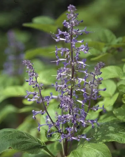 Цветы куста арфы (Plectranthus fruticosus) Цветы куста арфы (Plectranthus fruticosus)