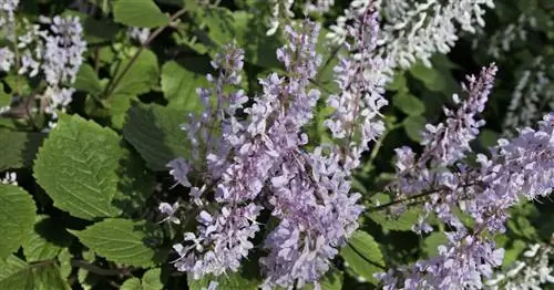 Кустарник арфы, Plectranthus