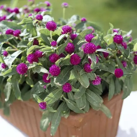 Амарант шаровидный (Gomphrena globosa) в цветочной коробке