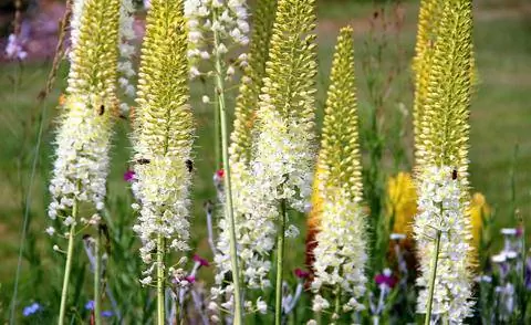 белоцветковый Eremurus stenophyllus