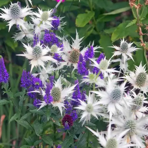 Eryngium giganteum 'Silver Ghost' и Veronica spicata