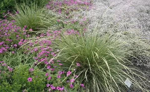 Cranesbill 'Patricia', овсяница атласская и гипсофила