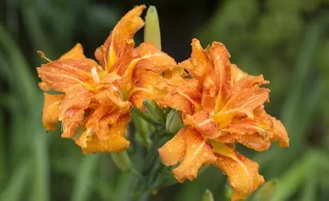 Hemerocallis fulva 'Квансо'