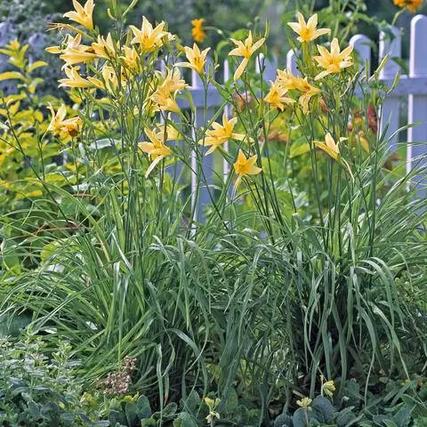 Лилейник лимонный (Hemerocallis citrina) Лилейник лимонный (Hemerocallis citrina)