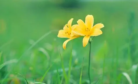 Hemerocallis middendorffii