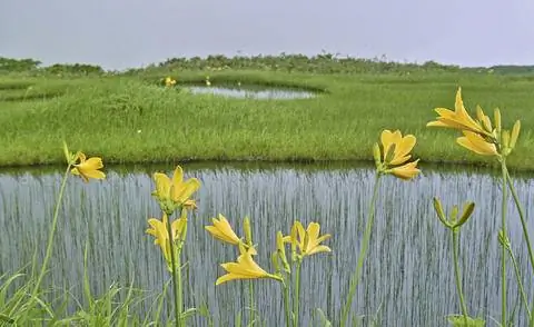Hemerocallis middendorffii на краю пруда
