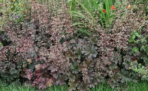 Heuchera x brizoides 'Капучино'