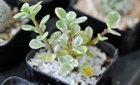 Бекон сорт 'Variegata'