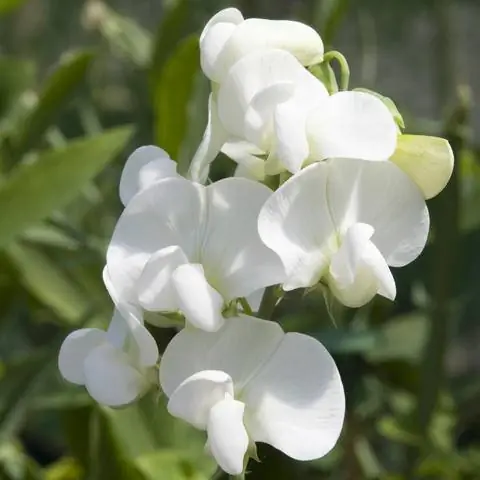 Сорт душистого горошка Lathyrus latifolius 'White Pearl'