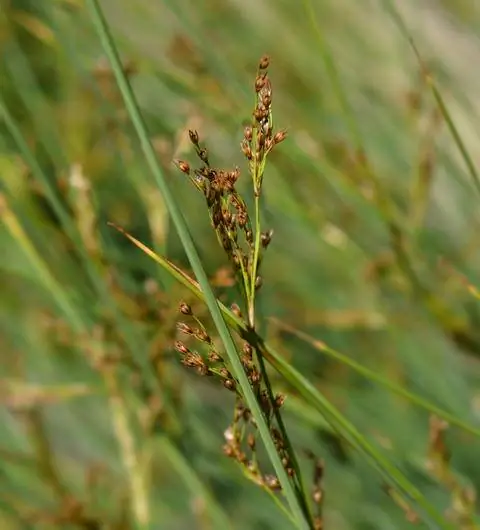 Цветы Juncus inflexus
