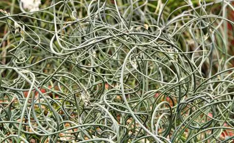 Juncus inflexus 'Афро'