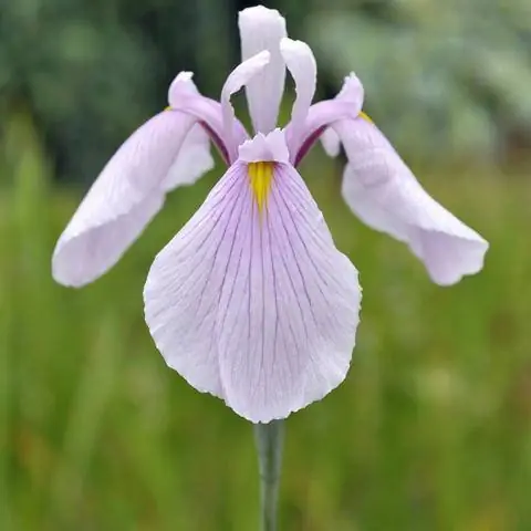 Iris laevigata 'Королева роз'
